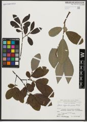 Foto von Salix appendiculata Vill.